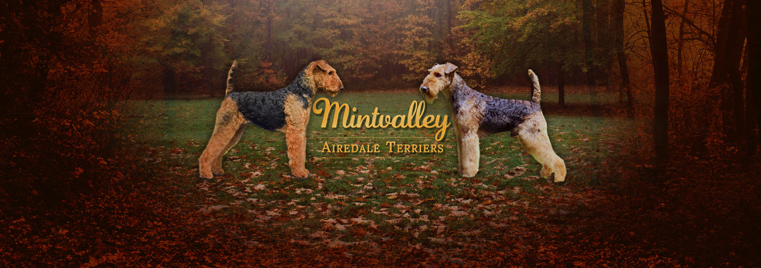 Mintvalley Airedale Terriers