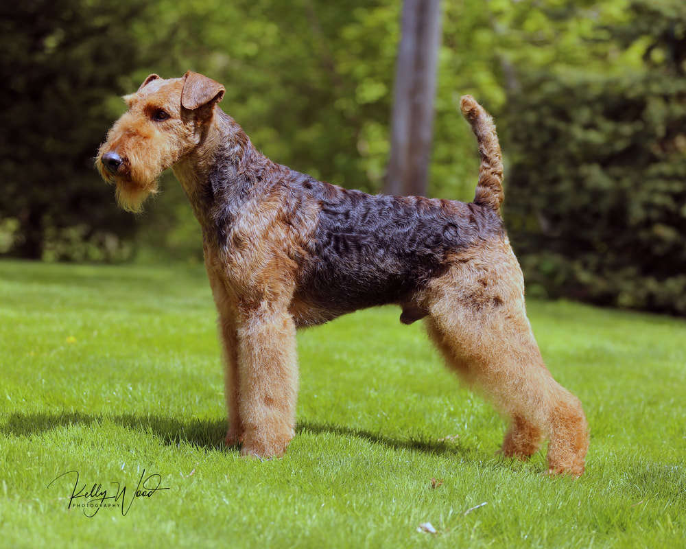 Akc shop airedale puppies