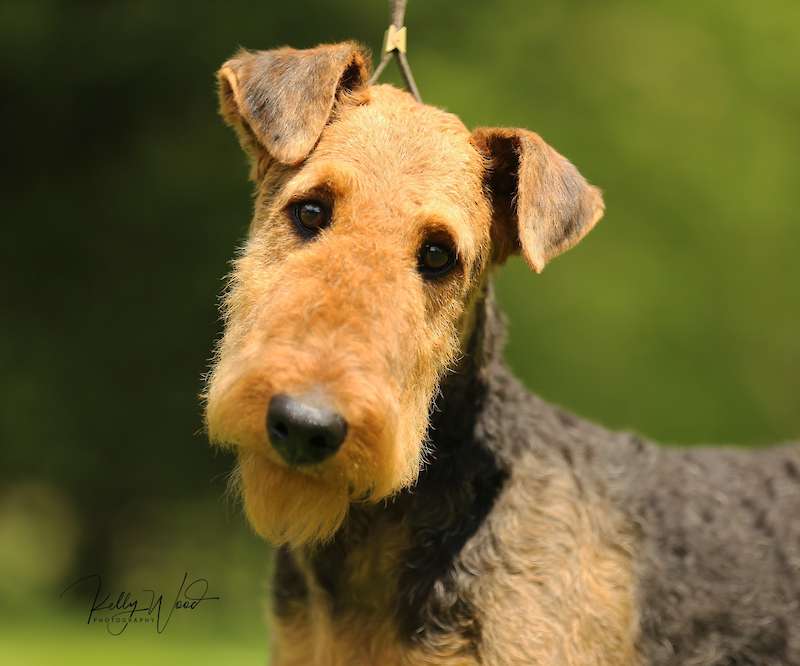 Mountain airedale store puppies for sale