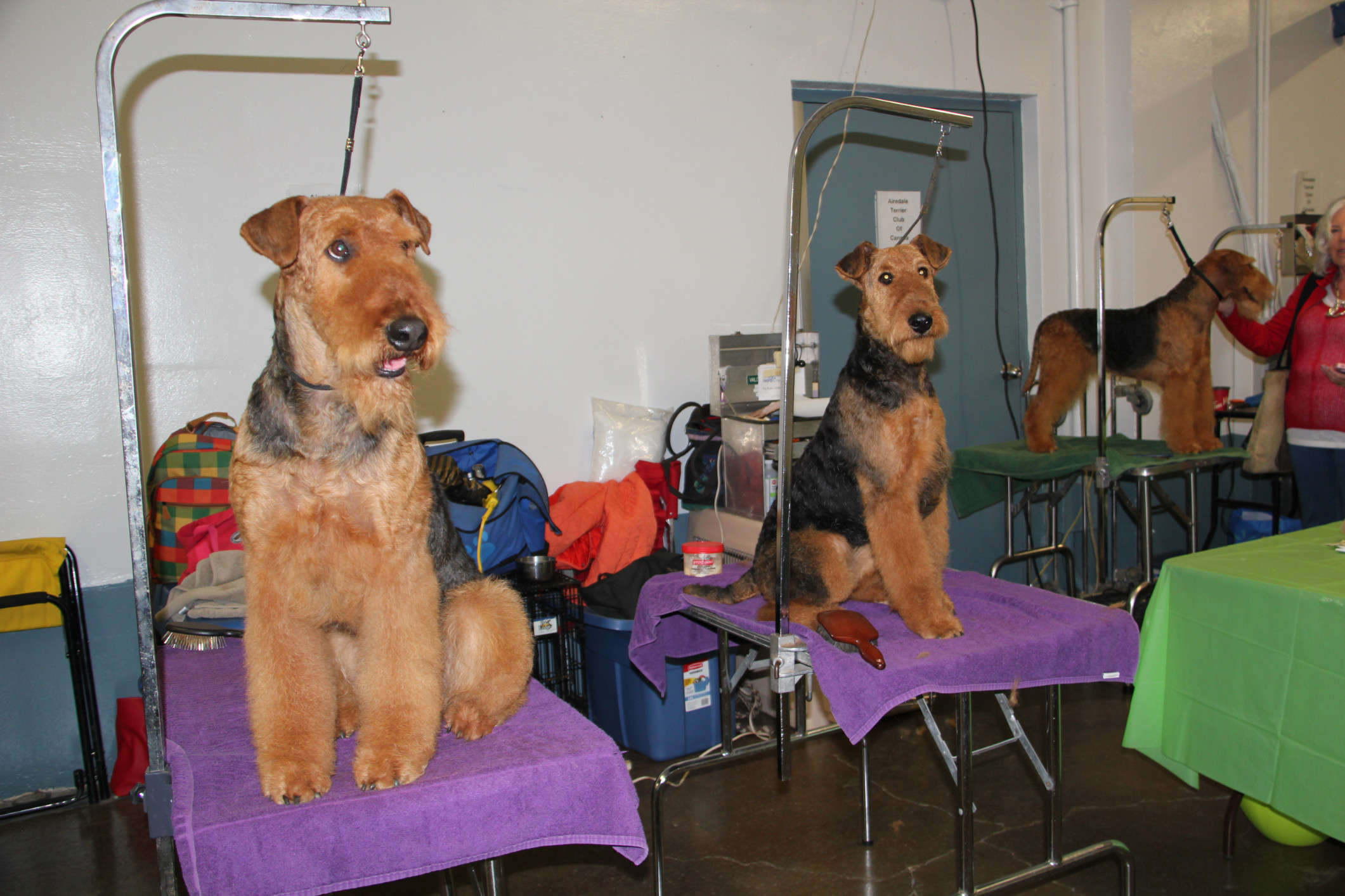 Airedale club hot sale