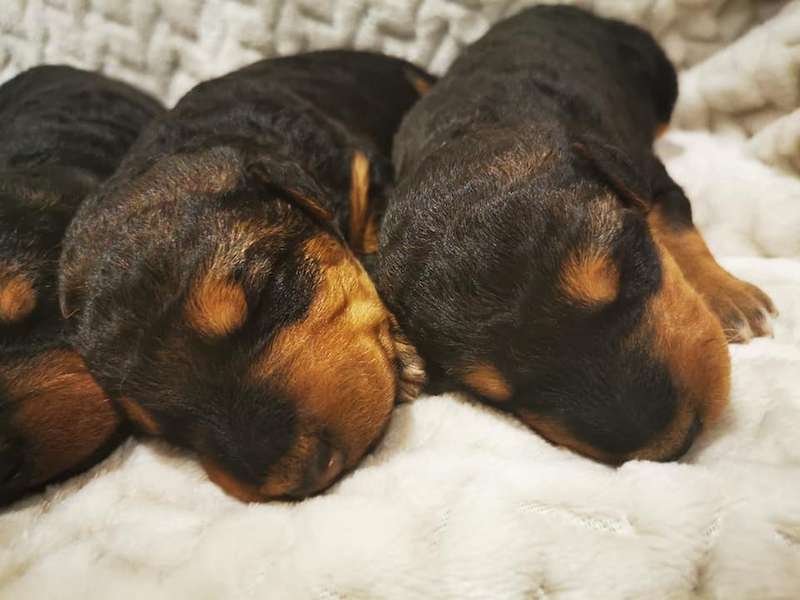 Airedale puppies - Videos