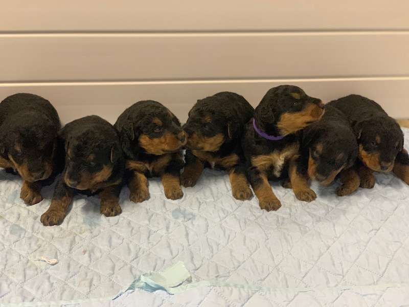 March 2023 Puppies